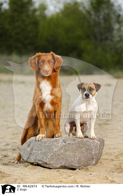 2 dogs / RR-82874
