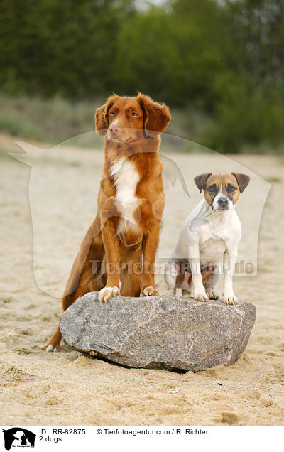2 dogs / RR-82875