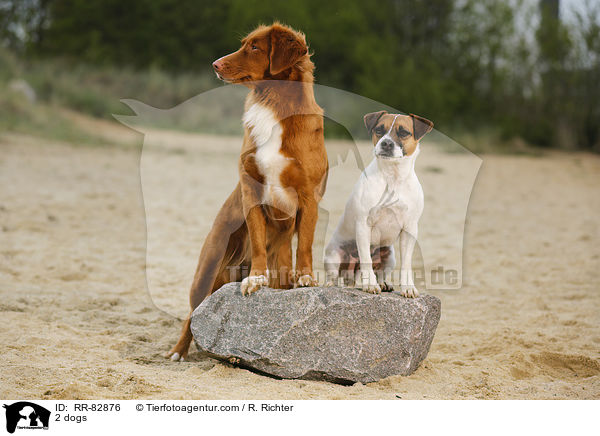 2 dogs / RR-82876