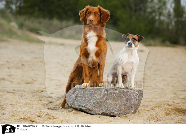 2 dogs / RR-82877