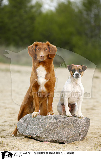 2 dogs / RR-82879