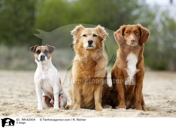 3 dogs / RR-82904
