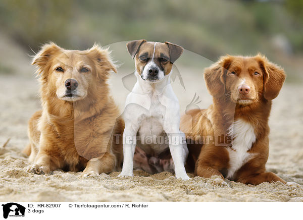 3 dogs / RR-82907