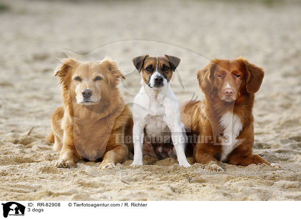 3 dogs / RR-82908