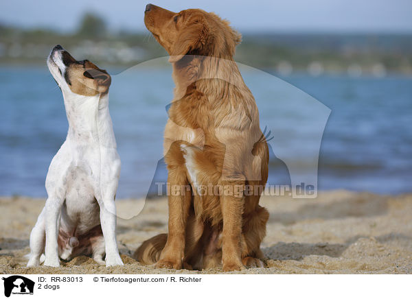 2 dogs / RR-83013