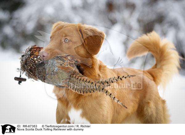 Nova Scotia Duck Tolling Retriever with dummy / RR-87363