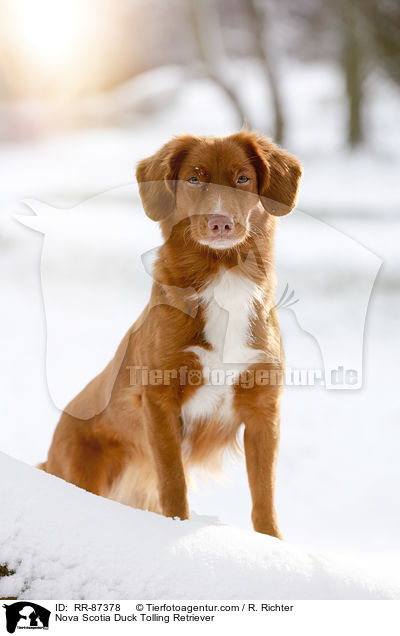 Nova Scotia Duck Tolling Retriever / RR-87378