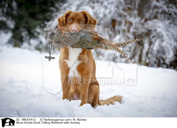 Nova Scotia Duck Tolling Retriever with dummy / RR-87413