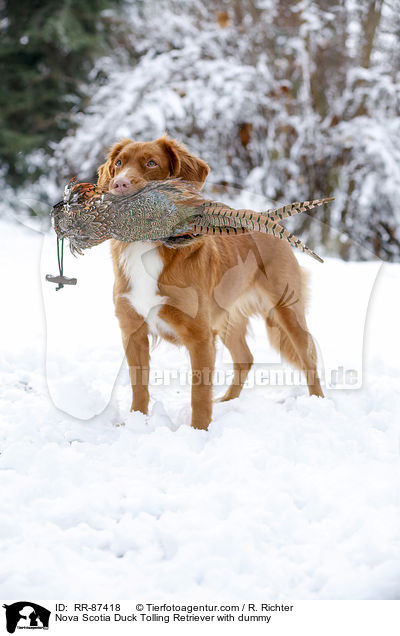 Nova Scotia Duck Tolling Retriever with dummy / RR-87418