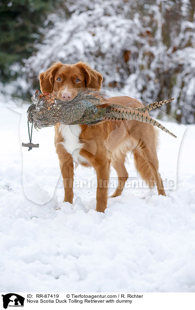 Nova Scotia Duck Tolling Retriever with dummy / RR-87419