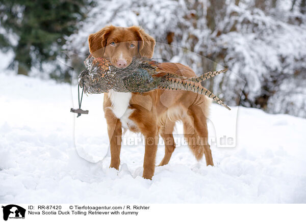 Nova Scotia Duck Tolling Retriever with dummy / RR-87420