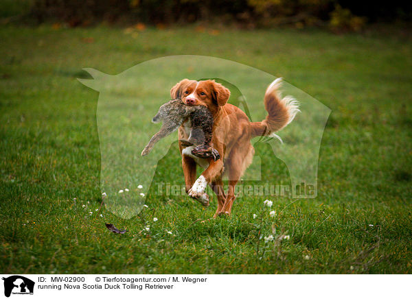 rennender Nova Scotia Duck Tolling Retriever / running Nova Scotia Duck Tolling Retriever / MW-02900