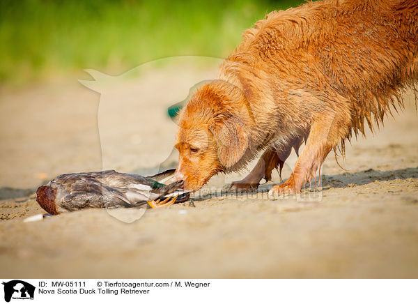 Nova Scotia Duck Tolling Retriever / Nova Scotia Duck Tolling Retriever / MW-05111