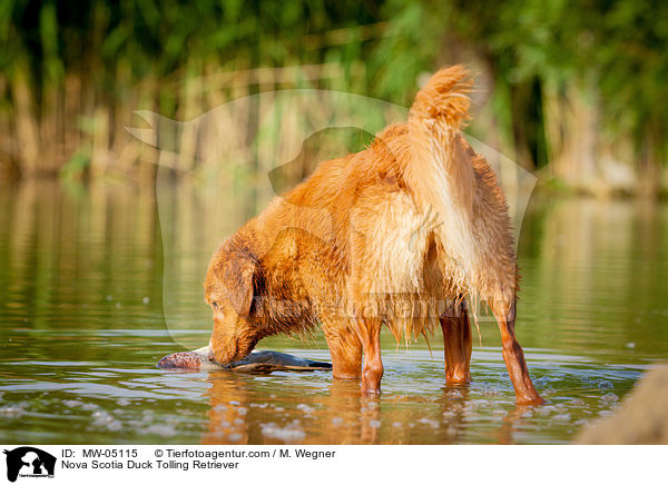 Nova Scotia Duck Tolling Retriever / MW-05115