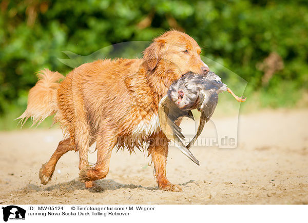 rennender Nova Scotia Duck Tolling Retriever / running Nova Scotia Duck Tolling Retriever / MW-05124