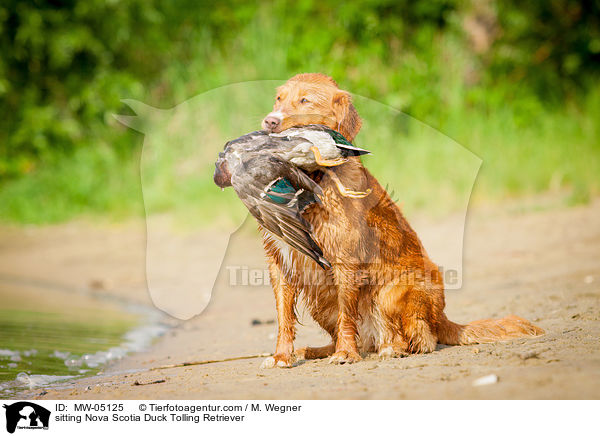 sitzender Nova Scotia Duck Tolling Retriever / sitting Nova Scotia Duck Tolling Retriever / MW-05125