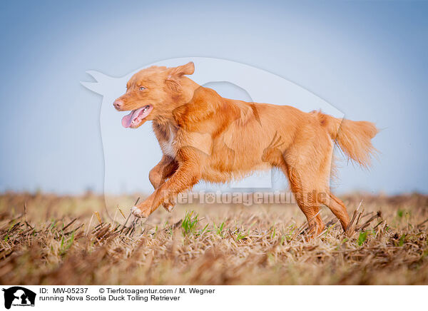 running Nova Scotia Duck Tolling Retriever / MW-05237
