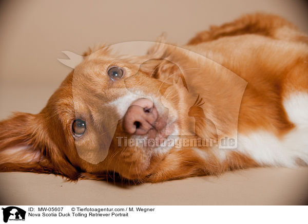 Nova Scotia Duck Tolling Retriever Portrait / Nova Scotia Duck Tolling Retriever Portrait / MW-05607