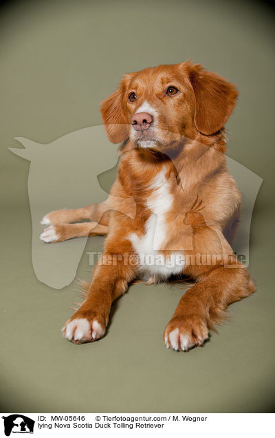 liegender Nova Scotia Duck Tolling Retriever / lying Nova Scotia Duck Tolling Retriever / MW-05646