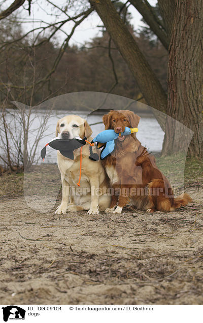 dogs / DG-09104