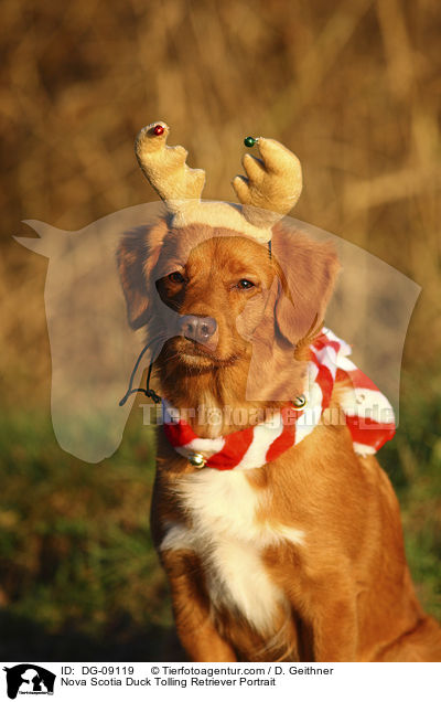 Nova Scotia Duck Tolling Retriever Portrait / Nova Scotia Duck Tolling Retriever Portrait / DG-09119
