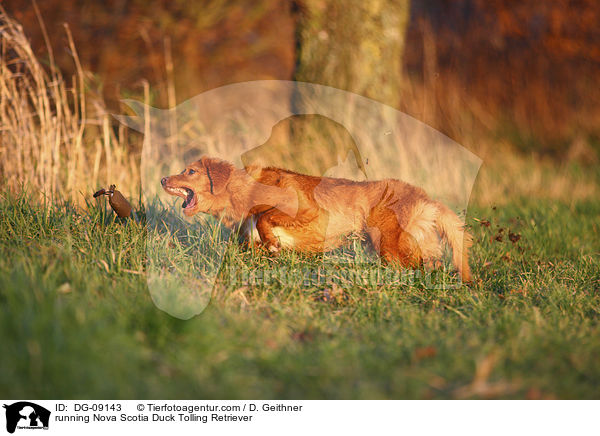 rennender Nova Scotia Duck Tolling Retriever / running Nova Scotia Duck Tolling Retriever / DG-09143