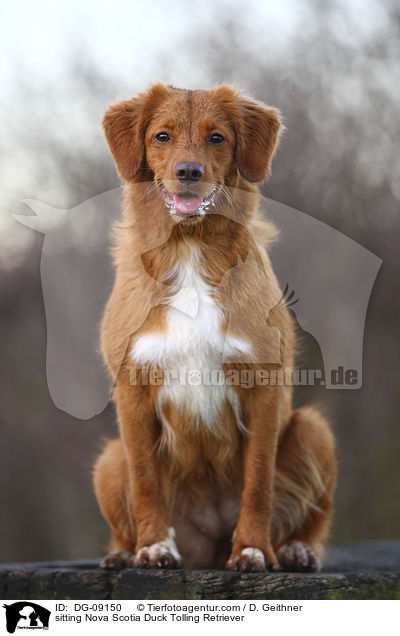 sitzender Nova Scotia Duck Tolling Retriever / sitting Nova Scotia Duck Tolling Retriever / DG-09150