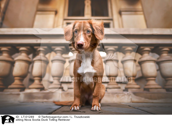sitzender Nova Scotia Duck Tolling Retriever / sitting Nova Scotia Duck Tolling Retriever / LT-01289