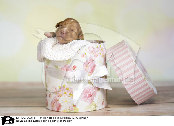 Nova Scotia Duck Tolling Retriever Welpe / Nova Scotia Duck Tolling Retriever Puppy / DG-09316