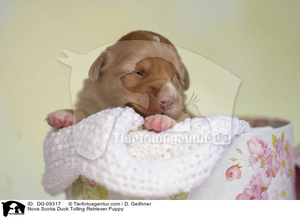 Nova Scotia Duck Tolling Retriever Welpe / Nova Scotia Duck Tolling Retriever Puppy / DG-09317