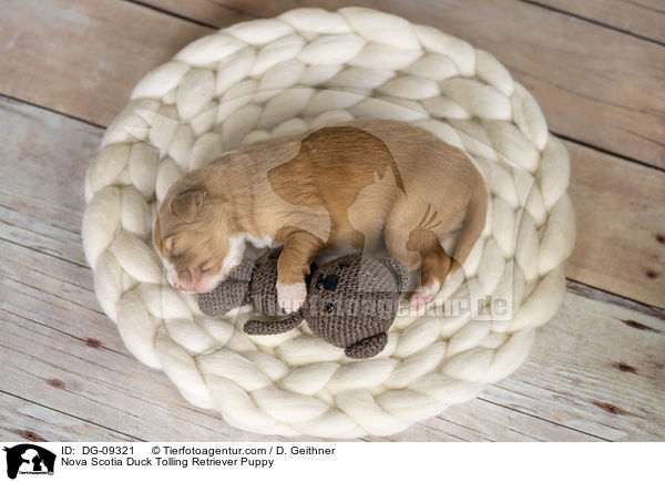 Nova Scotia Duck Tolling Retriever Welpe / Nova Scotia Duck Tolling Retriever Puppy / DG-09321