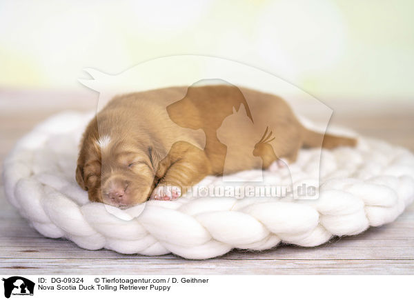 Nova Scotia Duck Tolling Retriever Welpe / Nova Scotia Duck Tolling Retriever Puppy / DG-09324