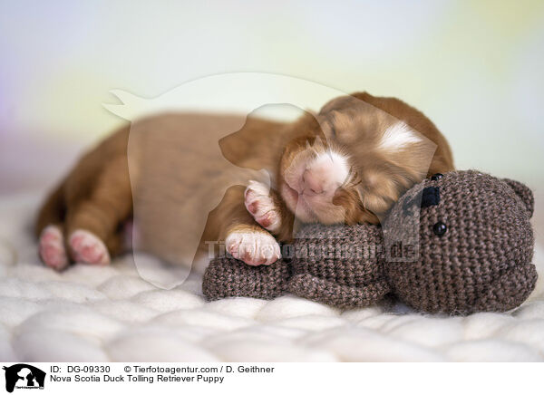 Nova Scotia Duck Tolling Retriever Puppy / DG-09330