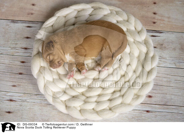 Nova Scotia Duck Tolling Retriever Puppy / DG-09334