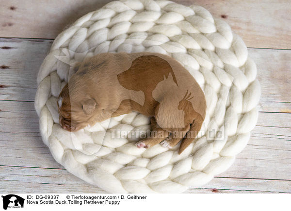 Nova Scotia Duck Tolling Retriever Welpe / Nova Scotia Duck Tolling Retriever Puppy / DG-09337