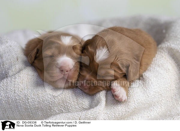 Nova Scotia Duck Tolling Retriever Puppies / DG-09338
