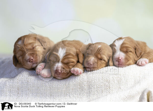 Nova Scotia Duck Tolling Retriever Puppies / DG-09340