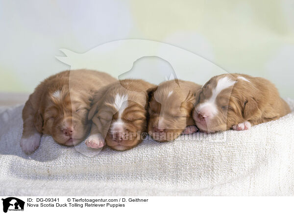 Nova Scotia Duck Tolling Retriever Puppies / DG-09341