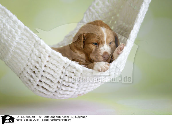 Nova Scotia Duck Tolling Retriever Welpe / Nova Scotia Duck Tolling Retriever Puppy / DG-09350