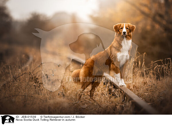 Nova Scotia Duck Tolling Retriever im Herbst / Nova Scotia Duck Tolling Retriever in autumn / JEB-01539