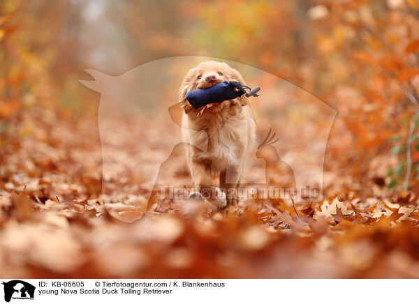 young Nova Scotia Duck Tolling Retriever / KB-06605