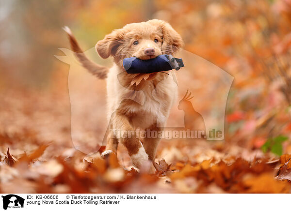 young Nova Scotia Duck Tolling Retriever / KB-06606