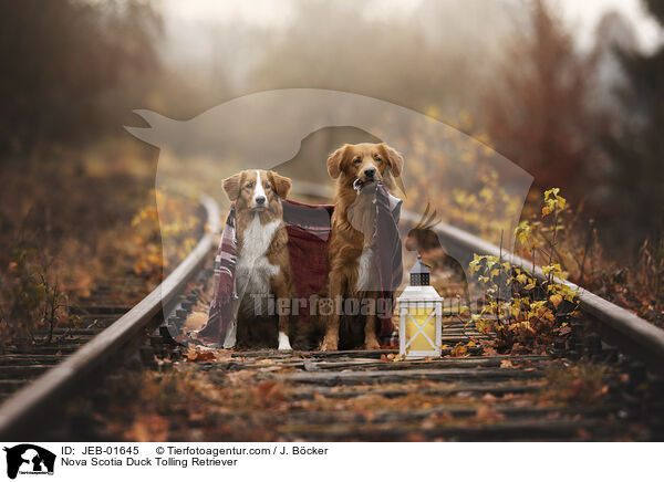 Nova Scotia Duck Tolling Retriever / Nova Scotia Duck Tolling Retriever / JEB-01645