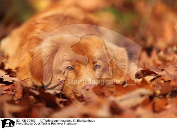 Nova Scotia Duck Tolling Retriever im Herbst / Nova Scotia Duck Tolling Retriever in autumn / KB-09880