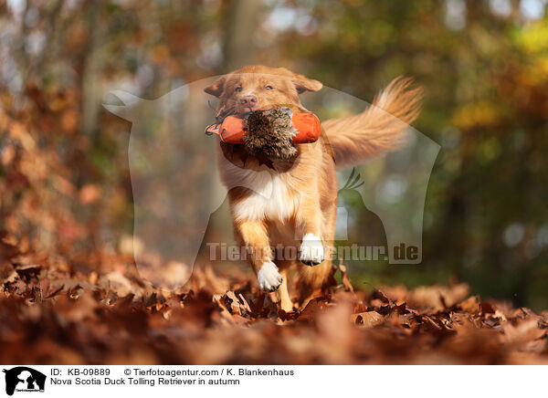 Nova Scotia Duck Tolling Retriever in autumn / KB-09889