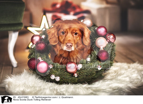 Nova Scotia Duck Tolling Retriever / Nova Scotia Duck Tolling Retriever / JQ-01683