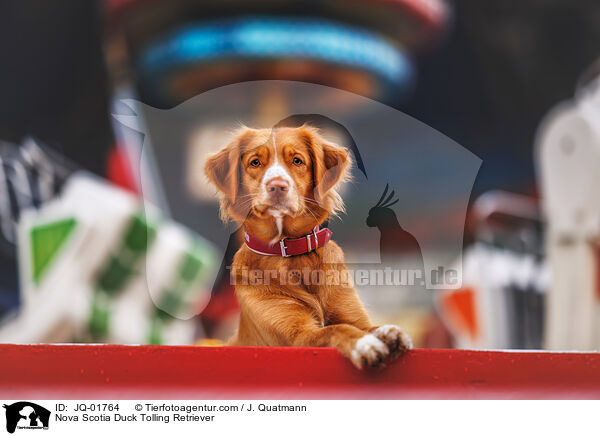 Nova Scotia Duck Tolling Retriever / Nova Scotia Duck Tolling Retriever / JQ-01764