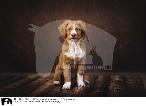 Nova Scotia Duck Tolling Retriever Welpe / Nova Scotia Duck Tolling Retriever Puppy / JQ-01950