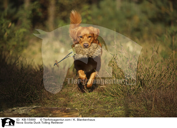 Nova Scotia Duck Tolling Retriever / Nova Scotia Duck Tolling Retriever / KB-15889