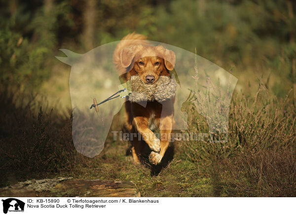 Nova Scotia Duck Tolling Retriever / Nova Scotia Duck Tolling Retriever / KB-15890